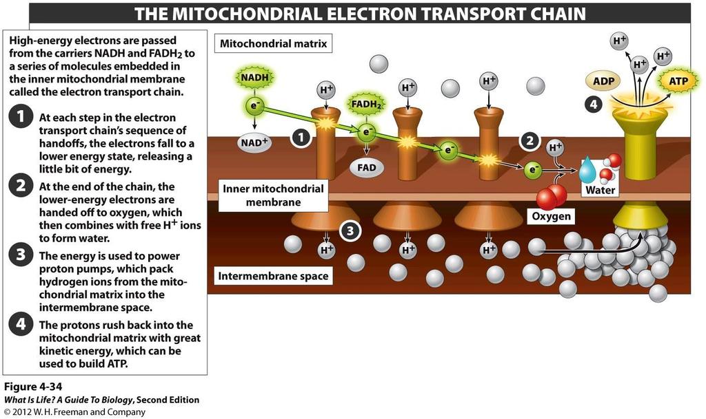 Follow the Electrons, as We Did in Photosynthesis 2) This proton