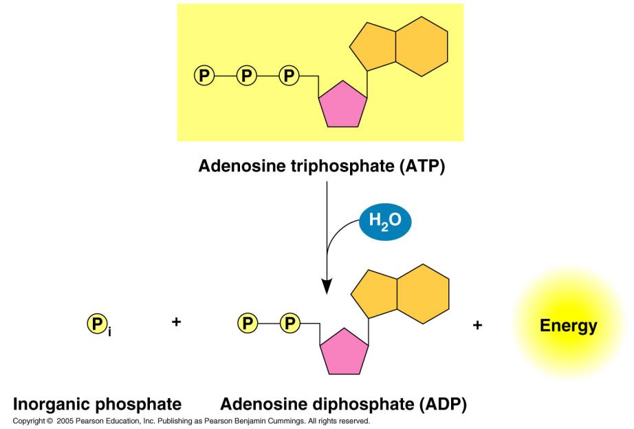 The hydrolysis of ATP powers cellular work the bond between the 2 nd & 3 rd phosphate groups breaks the phosphate group is