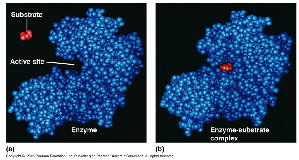 The active site of an enzyme has a specific shape that is specific to the shape of the substrate that binds to it