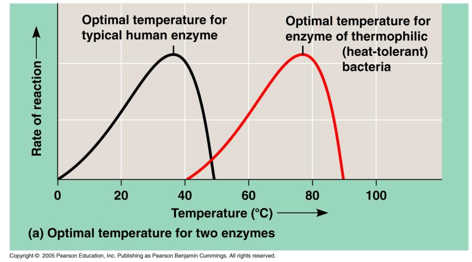 Enzyme reaction rate increases with an increase in temperature to a point Initially, an increase in temperature makes substrates move faster and they are more likely to collide