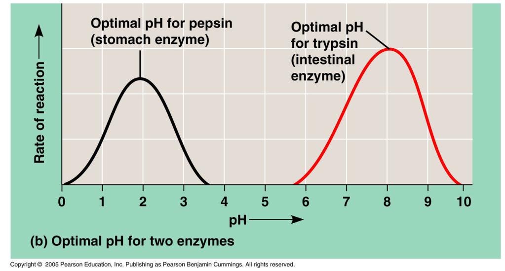 The optimal ph for most enzymes is between 6-8 When the ph deviates from the