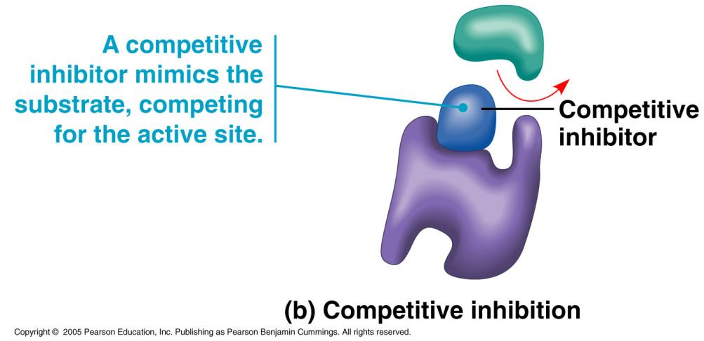 Competitive mimics the substrate; binds to & blocks the