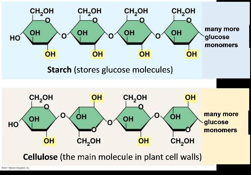Some of the sugar molecules produced by photosynthesis are used to synthesize other organic molecules.