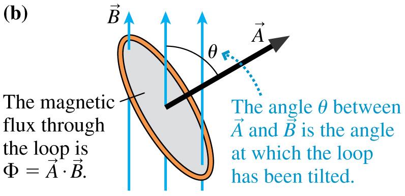 Area Vector Define the area vector A of a loop such that it has the loop area as its magnitude and is perpendicular to