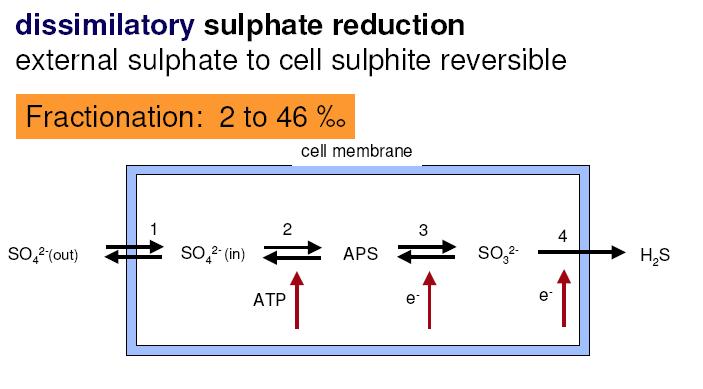 Dissimilatory Sulfate Reduction (4 enzyme catalyzed steps) external = internal = adenosyl = sulfite =