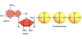 Cellular level Body level O 2 Glucose H 2 O Cellular Respiration Glucose + O2 CO2 + H2O + ATP Is about producing ATP!