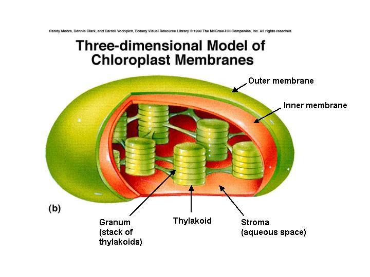 Photosynthesis Occurs in the chloroplasts of green plants