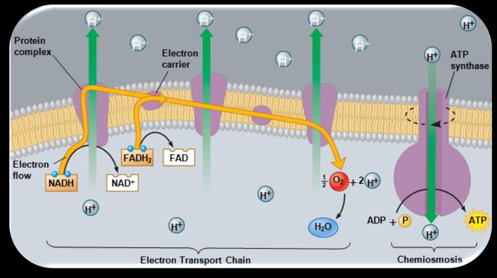 Cellular Respiration Notes Outline D Steps of the Electron Transport Chain Inner membrane space Inner membrane Mitochondrial matrix NADH & FADH2 drop off Oxygen, an, pulls electrons down the ETC 3