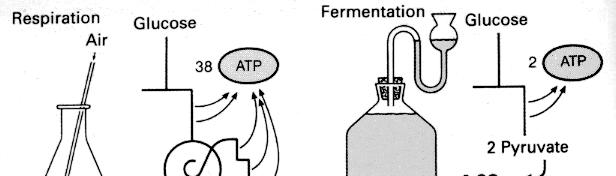 Outline: Metabolism Part I: Fermentations Part II: Respiration Part III: Metabolic Diversity Learning objectives are: Learn about respiratory metabolism, ATP generation by respiration linked