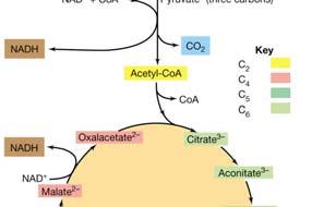 Use respiration and the tricarboxylic acid cycle TCA, citric acid cycle, Krebs cycle Aids in oxidizing to CO 2