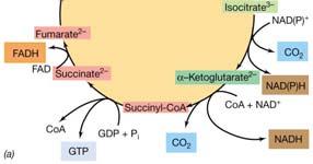 pathway in aerobic respiration How many ATPs are produced?