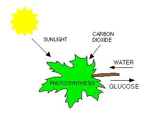 Photosynthesis Process by which producers store energy from sunlight as chemical energy in organic molecules