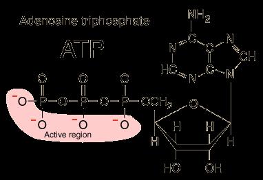 ATP Adenosine Triphosphate 3 Phosphate Groups Goes into