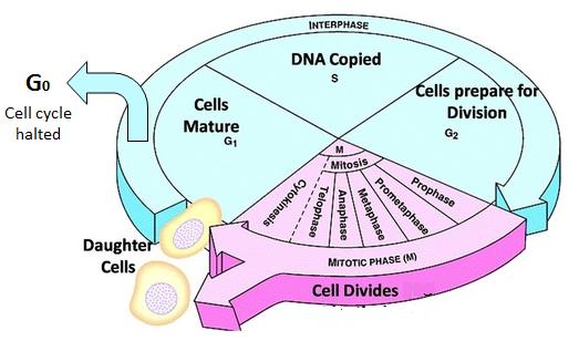 6. Use the diagram to answer the following questions What does the diagram represent? What happens in the G1, S, and G2 stage? What phase do cells spend the most time in? d. What phase do cells spend the least time in?