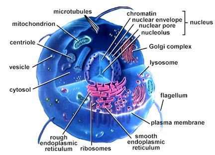 The Parts of the Cell Each living cell carries out the tasks of taking food, transforming food into energy, getting