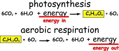 **PHOTOSYNTHESIS AND CELLULAR RESPIRATION CAN BE CONSIDERED OPPOSITE PROCESSES.