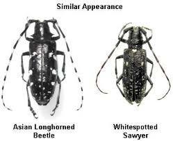 ALB look-alike ¾ 1½ inch long Shiny black, bright white spots Long antennae, banded black and white Black scutellum