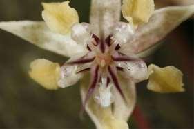 Cacao flowers are pollinated by a tiny midge
