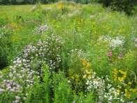 Plant Selection Emphasize local native plants: research has shown that native plants are 4 times more likely than non-native plants to attract native bees Native plant genera support 3 times as many