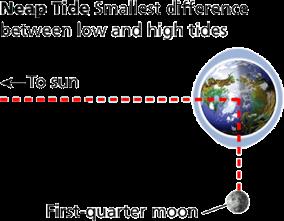 moon are in a straight line, a spring tide occurs.