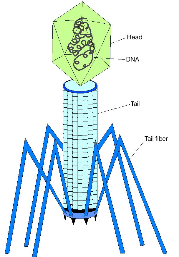 Example of a Virus