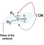 Chain lengthening Chain lengthening nucleophilic addition Nucleophile: - :CN Optical activity The reaction produces a racemic mixture as the nucleophile can attack from above or below the planar >C=O