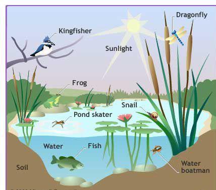 Describe the pond ecosystem shown opposite Complete the table below with the correct definitions and give an example for each that would be found in a freshwater pond: Term Definition Example
