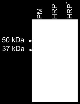 Protein Dual Xtra Standards, Bio-Rad). 2.6.