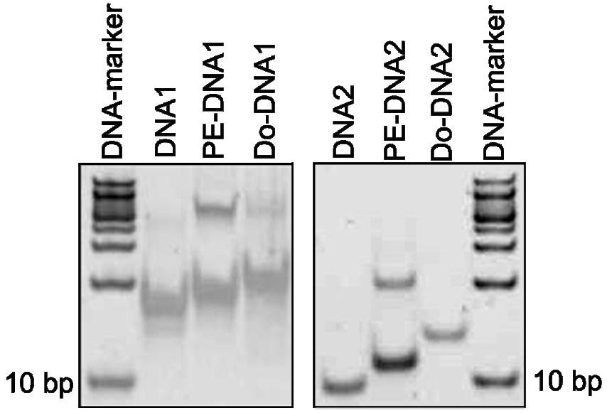 Fig. S 6 21% TBE gel of non-modified oligonucleotides DNA1 (left gel) and DNA2 (right gel), photoenol modified oligonucleotides PE-DNA1 (left gel) and PE-DNA2 (right gel) and the photoproducts with