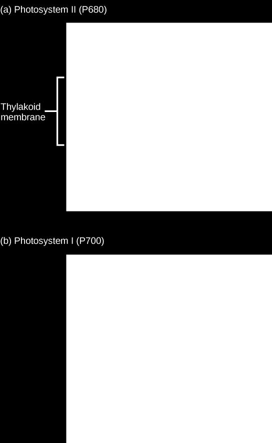 energy Special pair of chlorophyll a molecules (a) How a photosystem