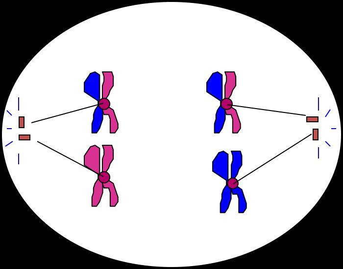 Anaphase I Homologous