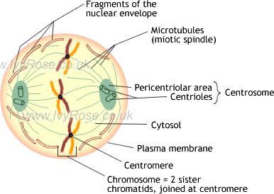prophase Chromosomes shorten and they can be seen to comprise of 2 chromatid joined at