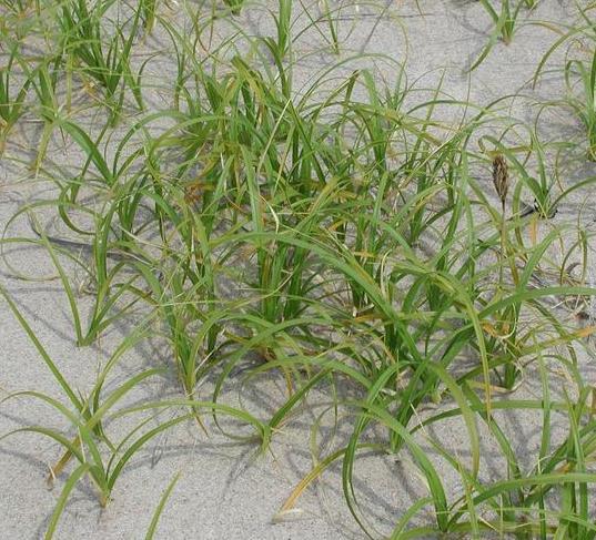 Carex kobomugi Japanese Sedge Potentially invasive