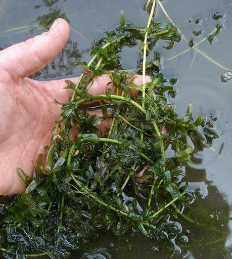 Egeria densa Brazillian Water-weed Potentially invasive