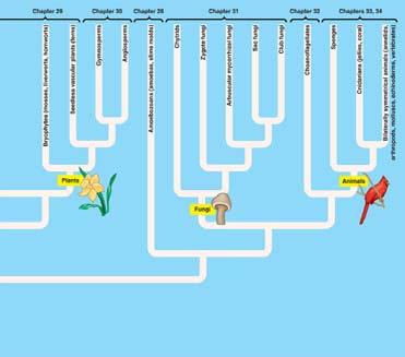 phylogenetic cladistics: an attempt to