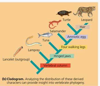 Orthologous & paralogous retroelements Retroelements and the human genome... N Bannert & R Kurth 2004 PNAS 101:14572-14579 Retroelements constitute a large portion of our genomes {~45%!!!}.