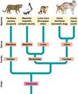 Patterns of shared characteristics can be depicted in a diagram called a cladogram.