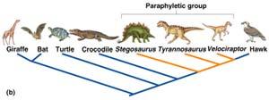 com/reptile in recent years many taxonomists have begun to insist that taxa should be monophyletic, The reptiles