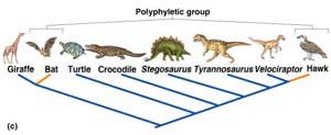 The group Reptiles does not form a clade, so this is not a valid phylogenetic name : does not include of most recent