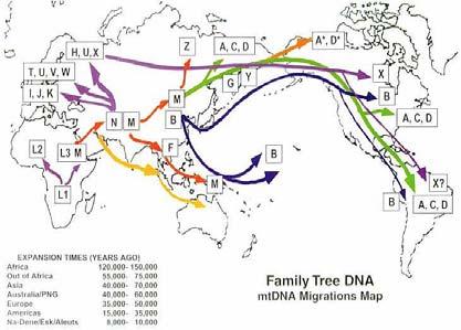 Each mitochondrion contains Mitochondrial DNA, and the comparison of DNA sequences from Mt DNA reveals a phylogeny.