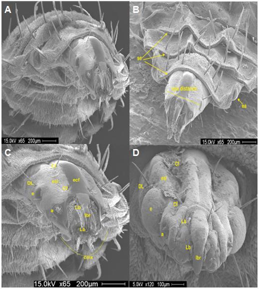 segments are densely hairy with several rows of small cilia (se) well developed in the anterior segments II and III (Fig. 1).
