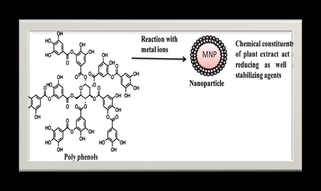 The need for environmental non-toxic synthetic protocols for nanoparticles synthesis leads to the developing interest in biological approaches which are free from the use of toxic chemicals as