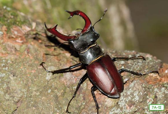 Stag Beetle-7A-12 This stag beetle, with horns like the antlers of a stag (or male deer), looks rather fierce, but it is among the most harmless of all