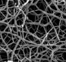 Types of polymer networks Natural (cytoskeletal structures) Synthetic (hydrogels) Properties of polymer networks