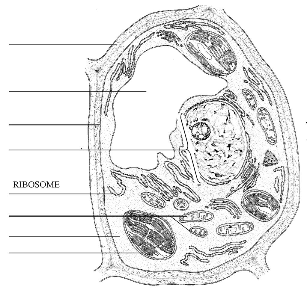 Plant Cell: Be able to identify the plasma membrane, nucleus (containing DNA), cytoplasm, central vacuole, mitochondria, cell wall, and chloroplast.