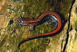 cinereus Eastern Red-backed Salamander ification MR.