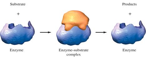 Catalysis Enzymes are biological catalysts.