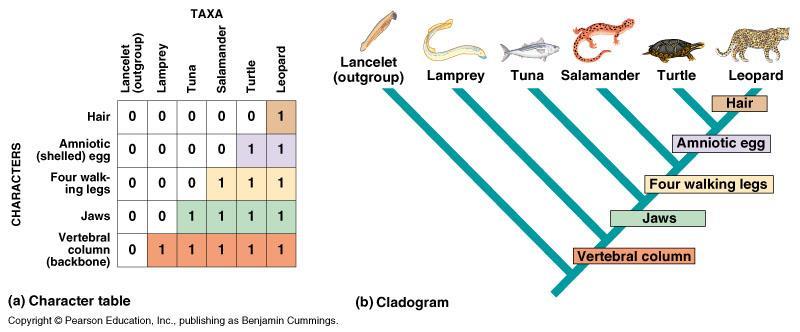 How to make a tree - morphological example -selected species have shared primitive and derived characters -for reconstructing phylogeny derived shared characters = synapomorphies are important