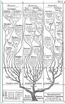 Tree of life Charles Darwin species share