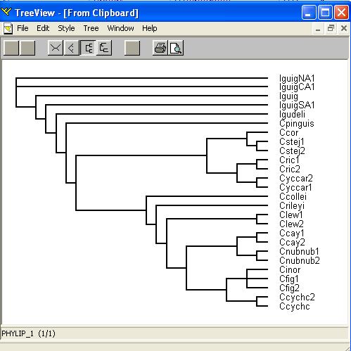 Tree visualization: - Newick format (A,(B,(C,(D,E)))) (IguigNA1_:0.00221,(Iguig:0.01733,(((Cpinguis:0.05228,((((Cstej1:0.00012, Cstej2:0.00098):0.00354,Ccor:0.00543):0.03863,((Cric1:0.00184, Cric2:0.